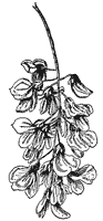 locust-blossom-seeds_1_sm.gif