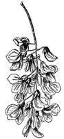 locust-blossom-seeds_1_md.gif