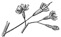 coffee-tree-flowers_1_md.gif