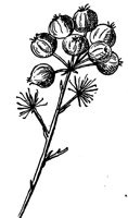 hercules-club-seeds_1_lg.gif