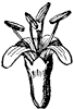 dogwood-flower_1_th.gif