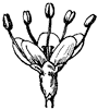 black-haw-flower_1_th.gif