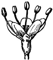 black-haw-flower_1_sm.gif