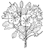 mountain-laurel-flower_1_th.gif
