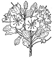mountain-laurel-flower_1_sm.gif