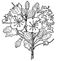 mountain-laurel-flower_1_lg.gif
