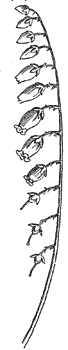 sourwood-flower_1_md.gif