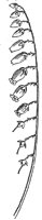 sourwood-flower_1_lg.gif