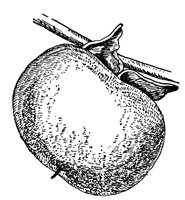 persimmon-fruit_1_lg.gif