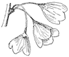 silverbell-tree-flowers_1_th.gif