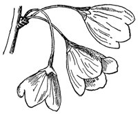 silverbell-tree-flowers_1_md.gif