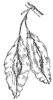 snowdrop-tree-fruit_1_th.gif