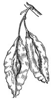 snowdrop-tree-fruit_1_lg.gif