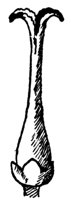 white-ash-flower_2_md.gif