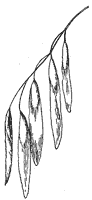 white-ash-fruit_1_sm.gif