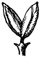 red-ash-flower_1_md.gif