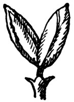 red-ash-flower_1_lg.gif
