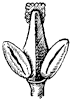 blue-ash-flower_1_th.gif