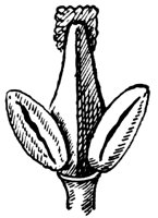 blue-ash-flower_1_lg.gif