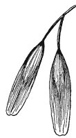 blue-ash-fruit_1_sm.gif