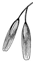 blue-ash-fruit_1_md.gif