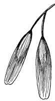blue-ash-fruit_1_lg.gif