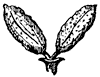 black-ash-flower_1_th.gif