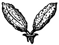 black-ash-flower_1_sm.gif