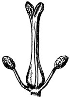 black-ash-flower_2_lg.gif