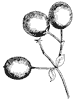 fringe-tree-fruit_1_th.gif