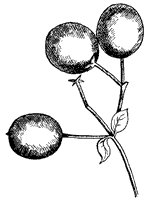 fringe-tree-fruit_1_sm.gif