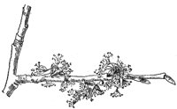 white-elm-flowers_1_md.gif