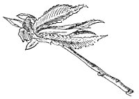 white-elm-leaves_1_sm.gif