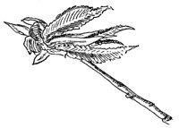 white-elm-leaves_1_md.gif