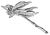 white-elm-leaves_1_lg.gif