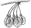 white-elm-fruit_1_th.gif