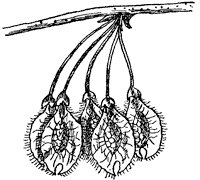 white-elm-fruit_1_sm.gif