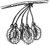 white-elm-fruit_1_lg.gif