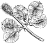 slippery-elm-fruit_1_th.gif