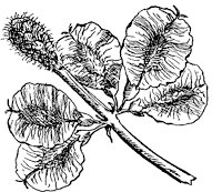 slippery-elm-fruit_1_sm.gif