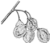 cork-elm-fruit_1_th.gif