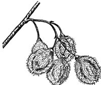 cork-elm-fruit_1_md.gif