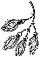 winged-elm-fruit_1_lg.gif