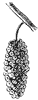red-mulberry-fruit_1_th.gif