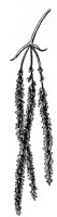 shellbk-hickory-flower_1_lg.gif