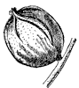 bitternut-fruit_1_th.gif