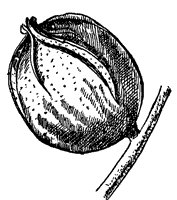 bitternut-fruit_1_sm.gif