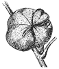 mockernut-fruit_1_th.gif