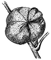 mockernut-fruit_1_sm.gif