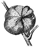 mockernut-fruit_1_lg.gif